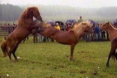 CABALLOS 46  IMAGEN FOTOGRAFIA