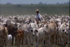 GANADO 1  IMAGEN FOTOGRAFIA